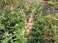Bicolor Butterfly Bush